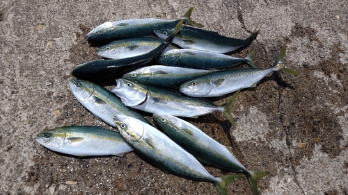 イナダの釣果