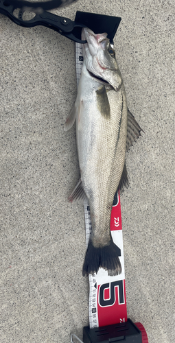 シーバスの釣果