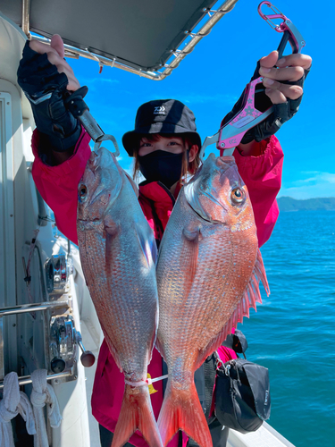 マダイの釣果