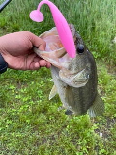 ラージマウスバスの釣果