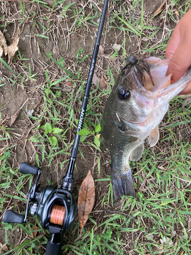 ラージマウスバスの釣果