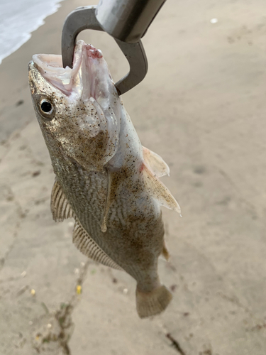 イシモチの釣果