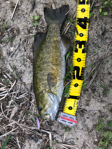 スモールマウスバスの釣果