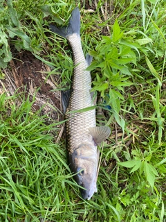 ニゴイの釣果