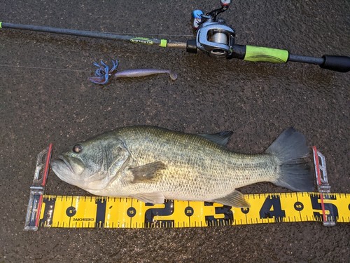 ブラックバスの釣果