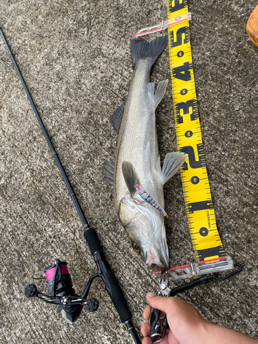 シーバスの釣果