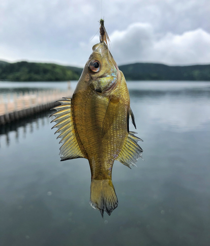 ブルーギルの釣果