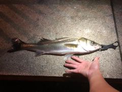 シーバスの釣果