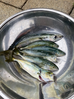 サバの釣果