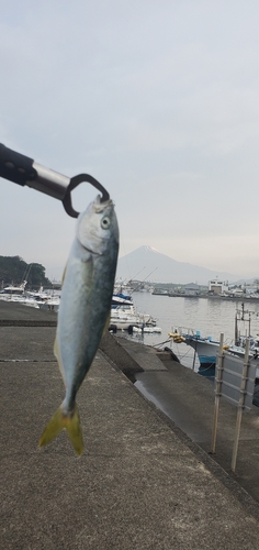 ワカシの釣果