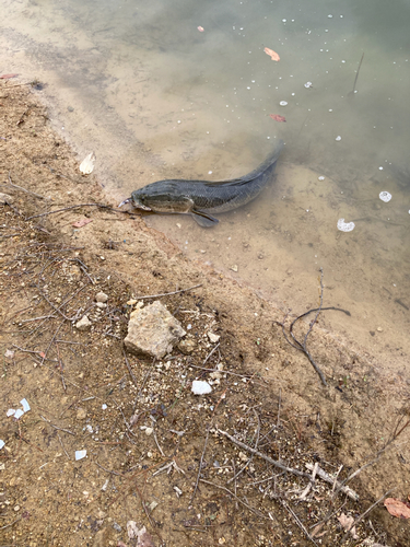 ライギョの釣果