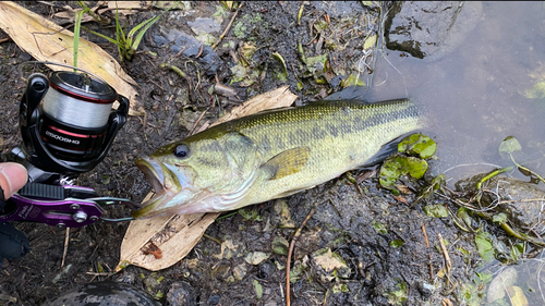 ブラックバスの釣果