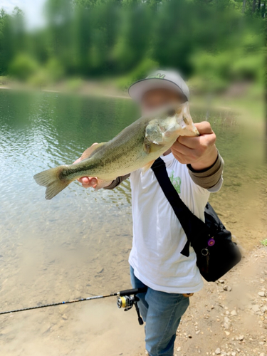 ラージマウスバスの釣果