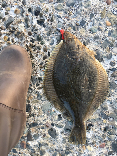 カレイの釣果