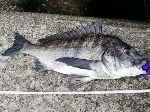 チヌの釣果