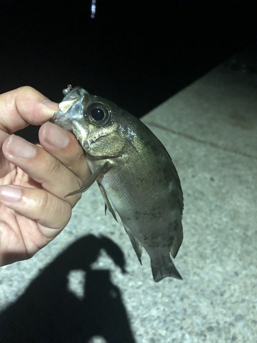 シロメバルの釣果