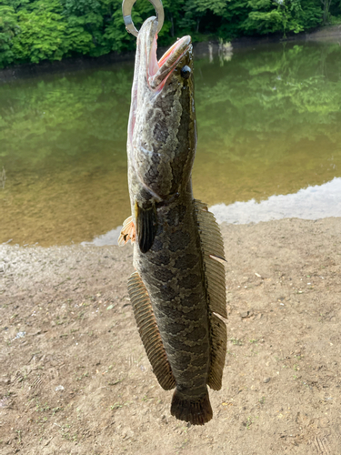 ライギョの釣果