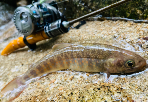 イワナの釣果