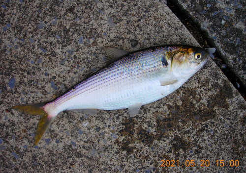 コノシロの釣果