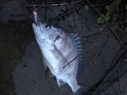 キビレの釣果