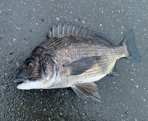 チヌの釣果