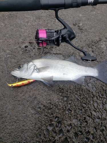 ヒラスズキの釣果