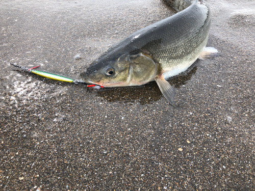 ウグイの釣果