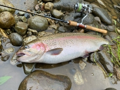 ニジマスの釣果