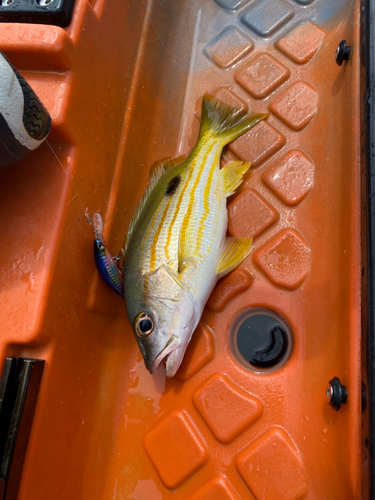 ヤマトビーの釣果