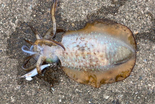 アオリイカの釣果