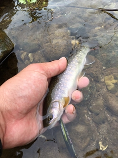 ニッコウイワナの釣果