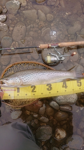 ブラウントラウトの釣果