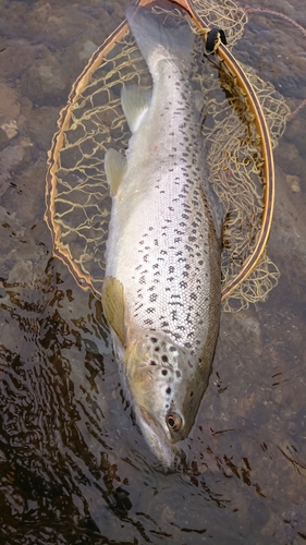 ブラウントラウトの釣果