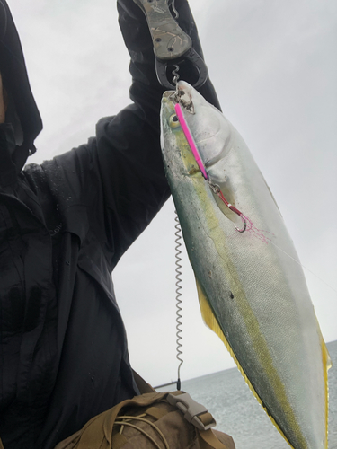 イナダの釣果