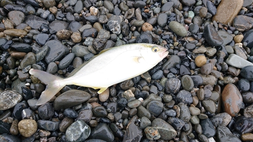 ショゴの釣果