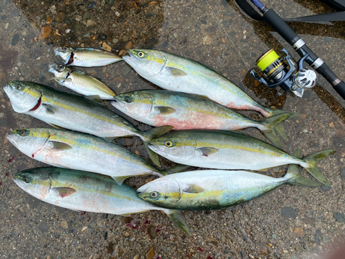 イナダの釣果