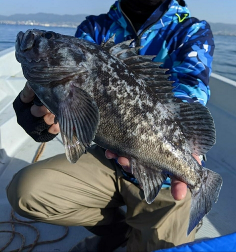 クロソイの釣果