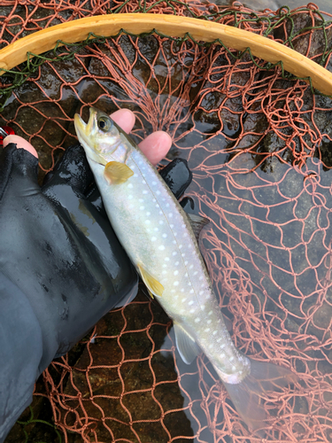 アメマスの釣果