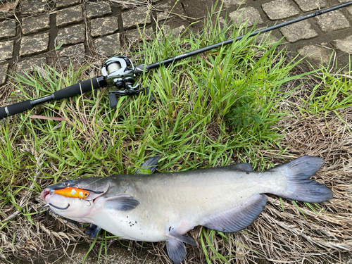 アメリカンキャットフィッシュの釣果