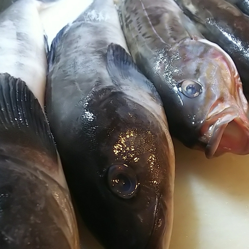 ホッケの釣果