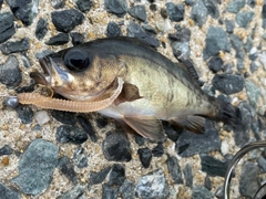 クロメバルの釣果