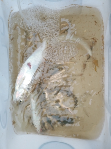 コノシロの釣果