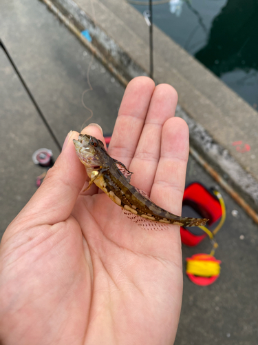 ハゼの釣果