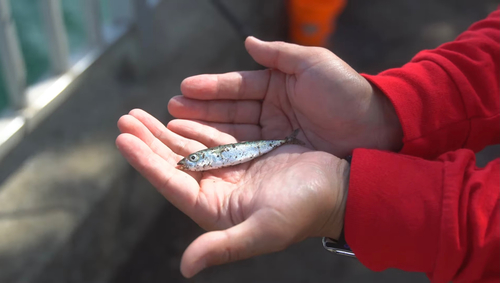 サバの釣果