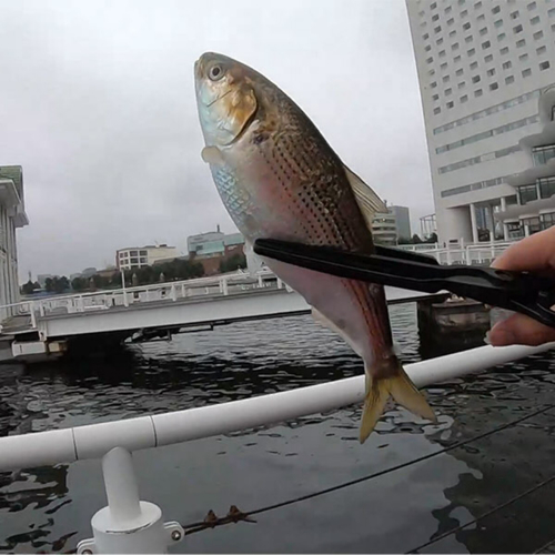 コノシロの釣果