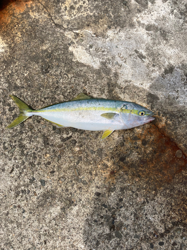 イナダの釣果