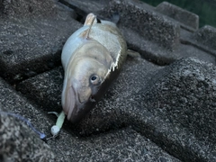 ウグイの釣果