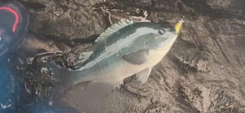 オナガグレの釣果