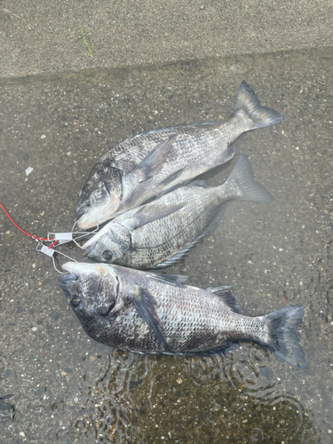 クロダイの釣果