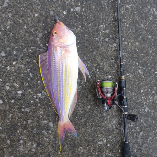 イトヨリダイの釣果